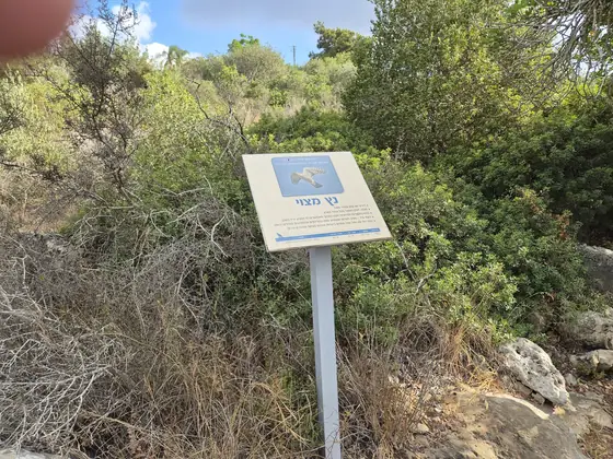 חורש גלעד — תמונה 11