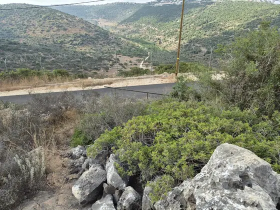 חורש גלעד — תמונה 13