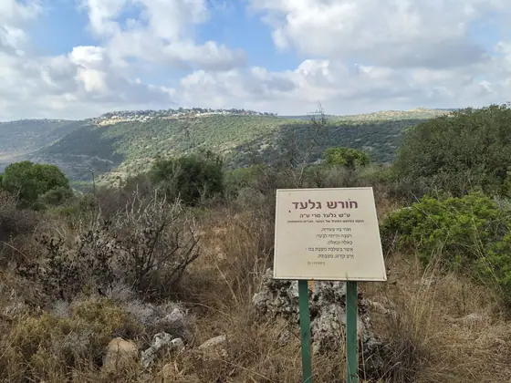 חורש גלעד — תמונה 7