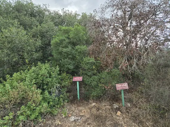 חורש גלעד — תמונה 8
