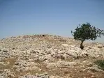 מיצד קנה — תמונה 1