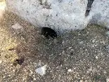 מיצד קנה — תמונה 18