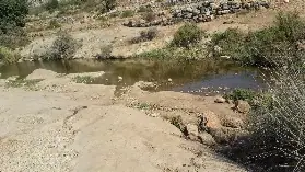 עין הביצה